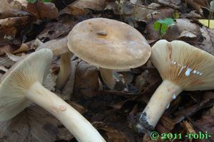 Ryzec křídlatovýtrusý - Lactarius pterosporus Romagn. 1949