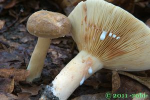 Ryzec křídlatovýtrusý - Lactarius pterosporus Romagn. 1949