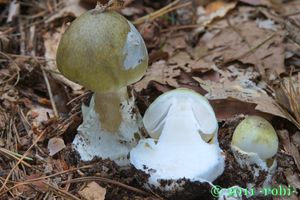 Muchomůrka zelená - Amanita phalloides