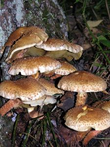 Šupinovka kostrbatá - Pholiota squarrosa