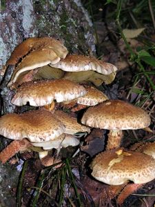 Šupinovka kostrbatá - Pholiota squarrosa