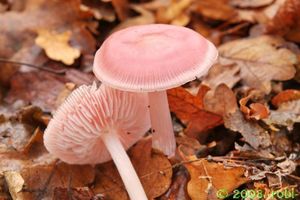 Helmovka narůžovělá - Mycena rosea Gramberg 1912