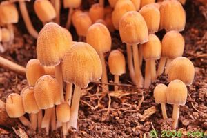 Hnojník třpytivý - Coprinus micaceus