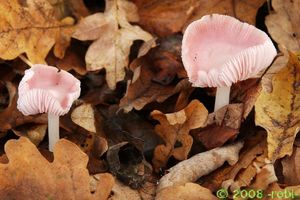 Helmovka narůžovělá - Mycena rosea Gramberg 1912