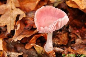 Helmovka narůžovělá - Mycena rosea Gramberg 1912