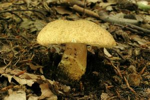 Hřib siný - Gyroporus cyanescens  (Bull.) Quél. 1886