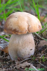 hřib dubový (boletus reticulatus)