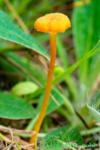 Voskovka lišková - Hygrocybe cantharellus (Schwein.) Murrill 1911