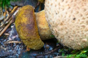Hřib příživný - Pseudoboletus parasiticus (Bull.) Šutara 1991