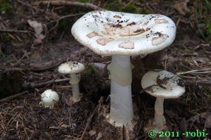 Muchomůrka citronová - Amanita mappa