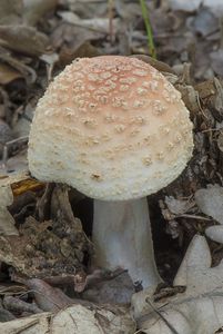 Muchomůrka růžovka - Amanita rubescens Pers. 1797