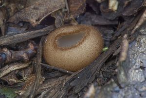 Bělokosmatka polokulovitá - Humaria hemisphaerica (F.H. Wigg.) Fuckel 1870