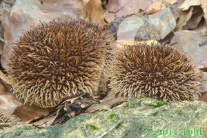 Pýchavka ježatá - Lycoperdon echinatum