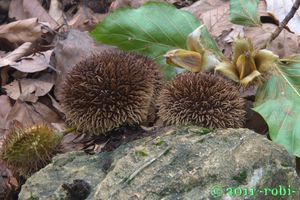 Pýchavka ježatá - Lycoperdon echinatum Pers. 1794