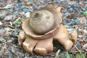 Hvězdovka trojitá - Geastrum triplex Jungh. 1840