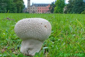 Pýchavka dlabaná - Calvatia utriformis