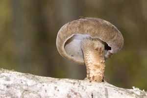 Choroš zimní - Lentinus substrictus (Bolton) Zmitr. & Kovalenko 2016
