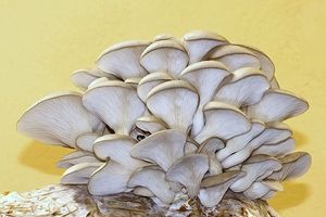 Hlíva ústřičná - Pleurotus ostreatus (Jacq.) P. Kumm. 1871