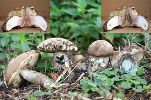 Kozák topolový - Leccinum duriusculum (Schulzer ex Kalchbr.) Singer 1947