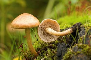 Šupinovka spáleništní - Pholiota highlandensis (Peck) Quadr. & Lunghini 1990