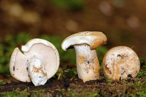 Ryzec peprný - Lactarius piperatus (L.) Pers. 1797