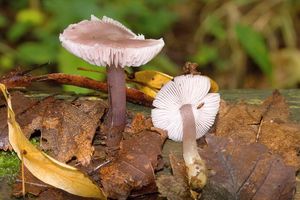 Helmovka ředkvičková - Mycena pura (Pers.) P. Kumm. 1871