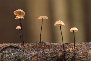 Špička žíněná - Gymnopus androsaceus (L.) Della Maggiora & Trassinelli 2014