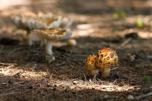Muchomůrka královská - Amanita regalis (Fr.) Michael 1904