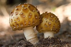 Muchomůrka královská - Amanita regalis (Fr.) Michael 1904