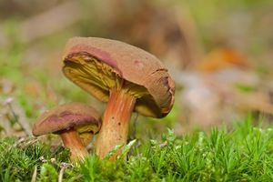 Lupenopórka červenožlutá - Phylloporus pelletieri (Lév.) Quél. 1888