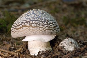 Muchomůrka šedivka - Amanita excelsa (Fr.) Bertill.  in Dechambre 1866