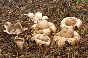 Hvězdovka brvitá - Geastrum fimbriatum Fr. 1829