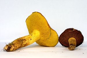 Klouzek žíhaný - Suillus collinitus (Fr.) Kuntze 1898