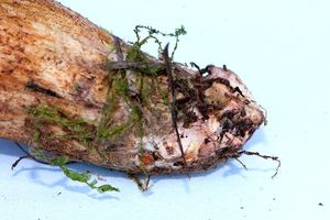 Klouzek žíhaný - Suillus collinitus (Fr.) Kuntze 1898