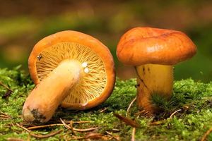 Ryzec syrovinka - Lactarius volemus (Fr.) Fr. 1838