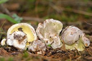 Nedohub žlutozelený - Hypomyces viridis P. Karst. 1873