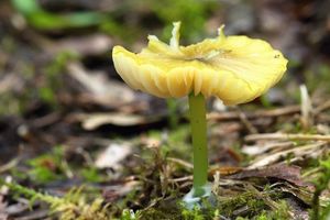 Závojenka plavozelenavá - Entoloma incanum (Fr.) Hesler 1967