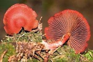 Pavučinec krvavý - Cortinarius sanguineus