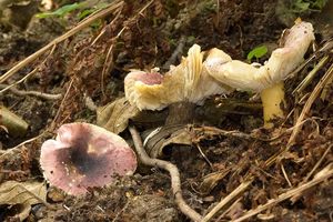 Holubinka olšinná - Russula alnetorum Romagn. 1956