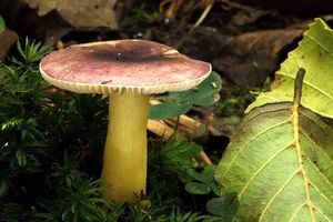 Holubinka olšinná - Russula alnetorum Romagn. 1956