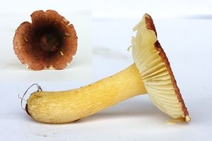 Holubinka olšinná - Russula alnetorum Romagn. 1956