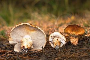 Čirůvka límcovitá - Tricholoma focale