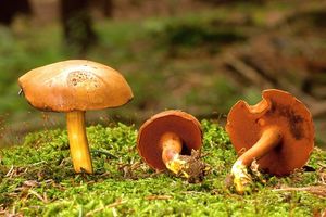 Hřib peprný - Chalciporus piperatus (Bull.) Bataille 1908