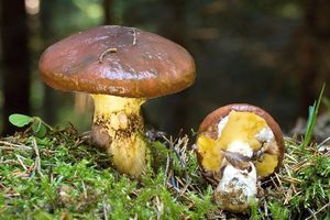 Klouzek obecný - Suillus luteus (L.) Roussel 1796