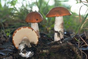 Křemenáč osikový - Leccinum rufum (Schaeff.) Kreisel