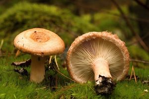 Ryzec kravský - Lactarius torminosus