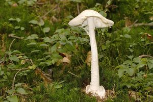 Muchomůrka jízlivá - Amanita virosa Bertill. 1866