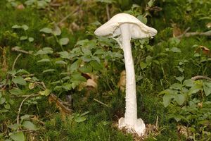 Muchomůrka jízlivá - Amanita virosa