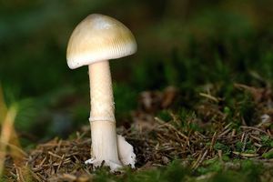 Muchomůrka blanitá - Amanita submembranacea (Bon) Gröger 1979