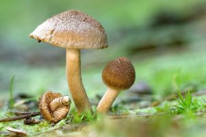 Vláknice plsťovitá - Inocybe lacera (Fr.) P. Kumm. 1871